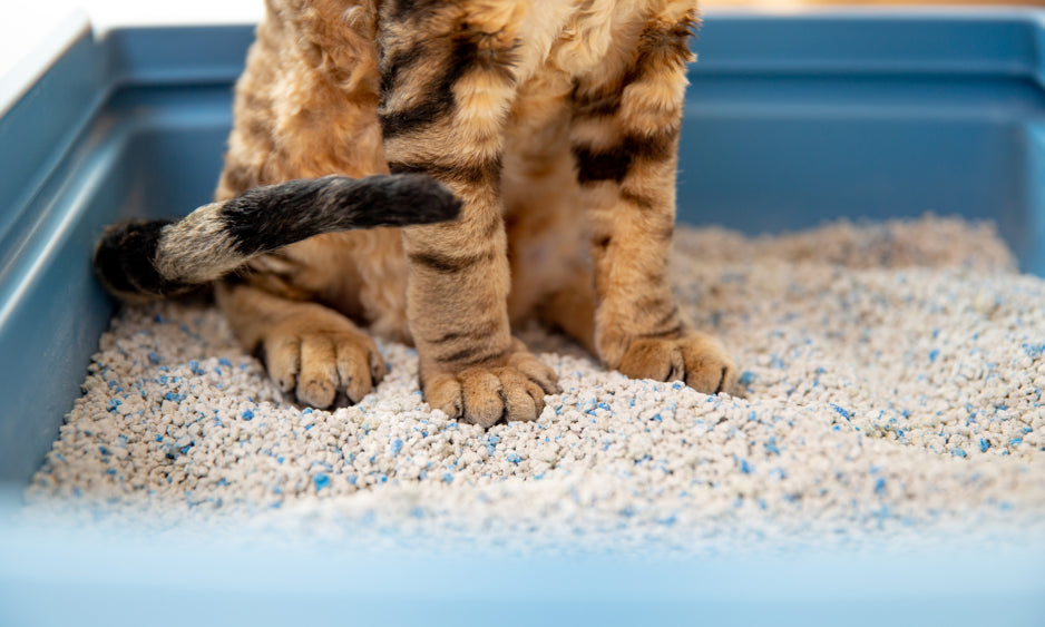 Effective Tips to Manage a Smelly Litter Box
