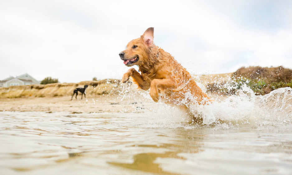 Introducing Your Canine to the Joy of Swimming