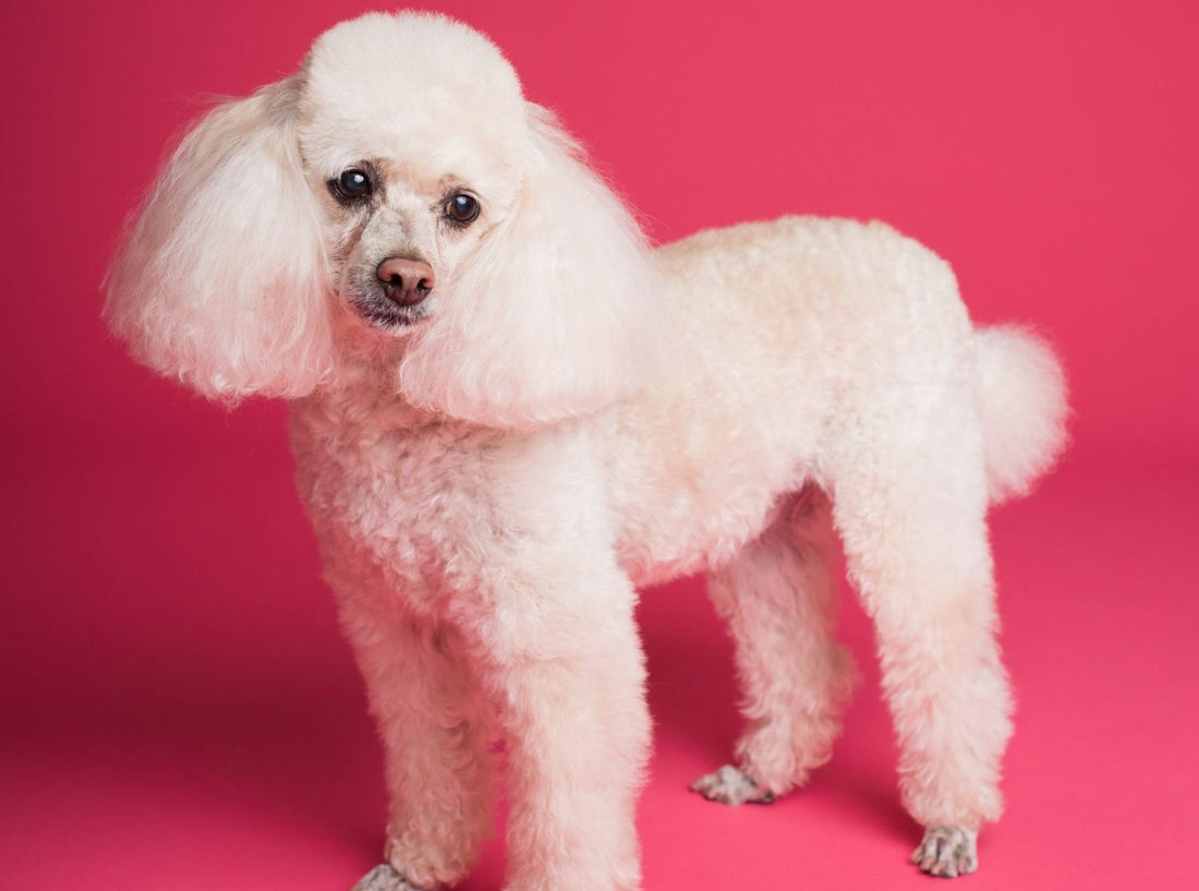 Dog Breeds that Need Professional Grooming
