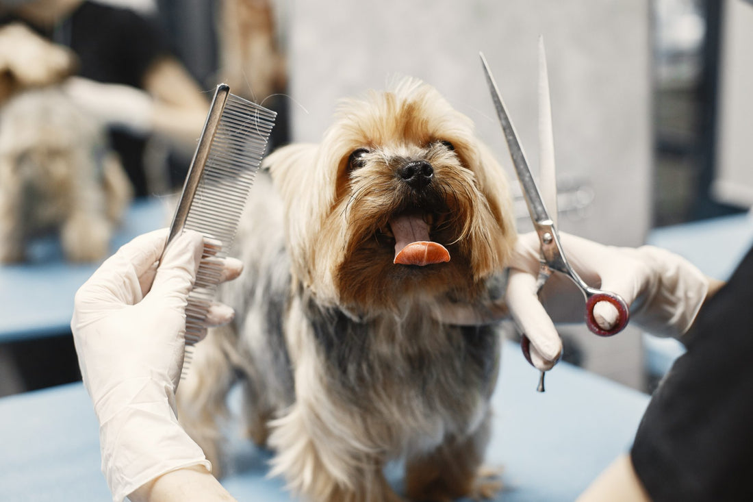 Preparing Your Dog for First Time Grooming