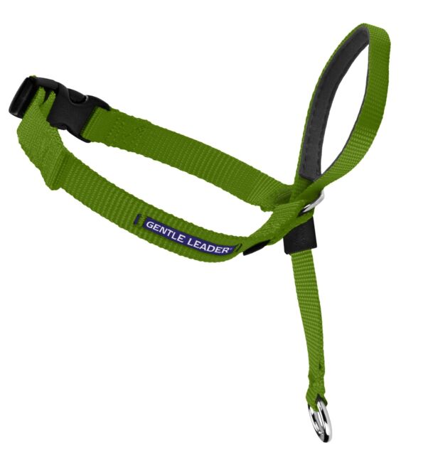 PetSafe Gentle Leader Green - BlackPaw - For Every Adventure