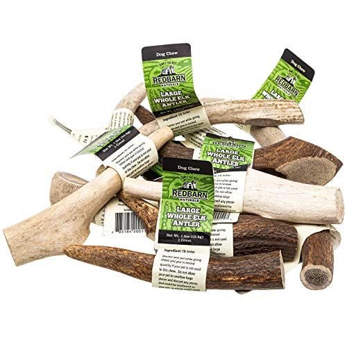 Redbarn Whole Elk Antler Large for Dogs - BlackPaw - For Every Adventure